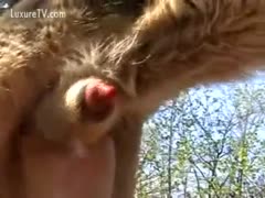 A lot of dog-spink